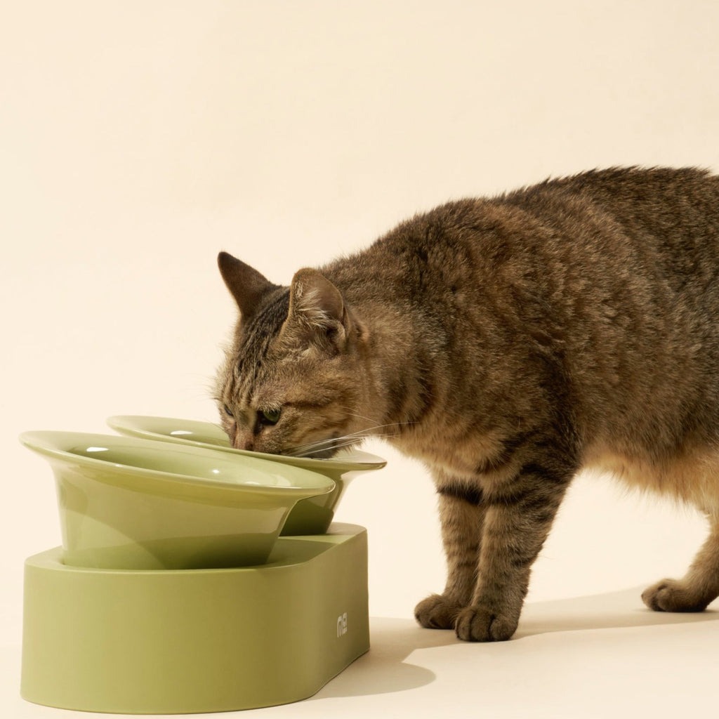 makesure jingle pet bowl-green with cats