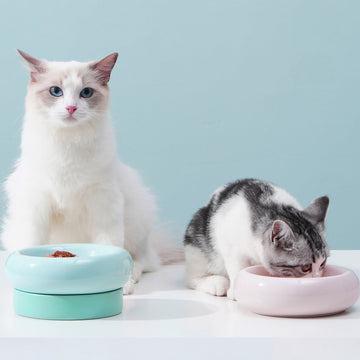 yummy 2in1 cat bowl– food&water